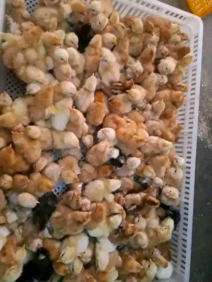 Vifaranga vya kuku chotara