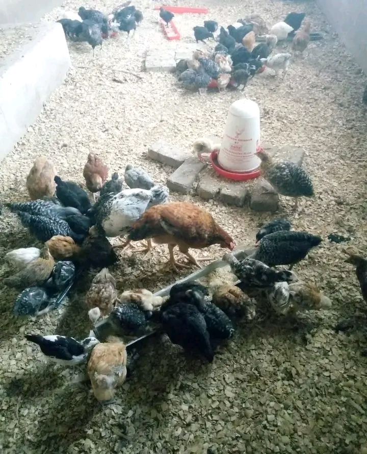 Vifaranga vya Kuku Chotara Mbinu za Kuuza kwa Haraka