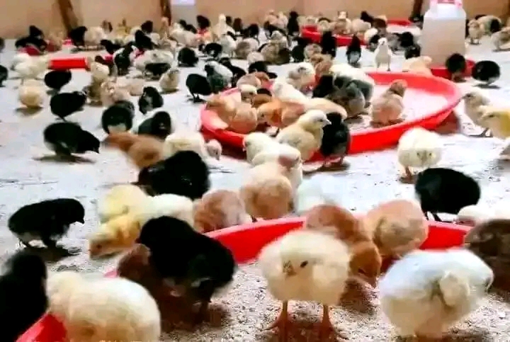 Vifaranga vya kuku chotara Mbinu za kupata wateja