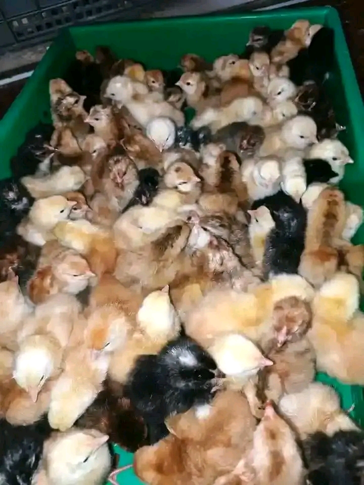 Vifaranga vya kuku chotara Kuongeza mauzo mtandaoni