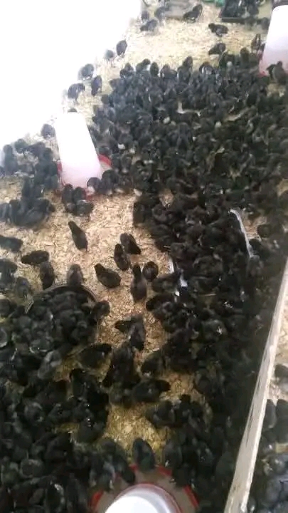 Vifaranga vya kuku wa malawi