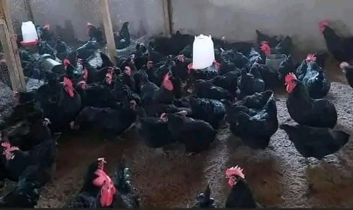 Vifaranga vya Kuku wa Malawi Hatua za Kupata Wateja Wapya