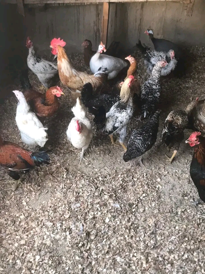 Faida Kubwa za Biashara ya Mayai ya Kuku wa Kienyeji 