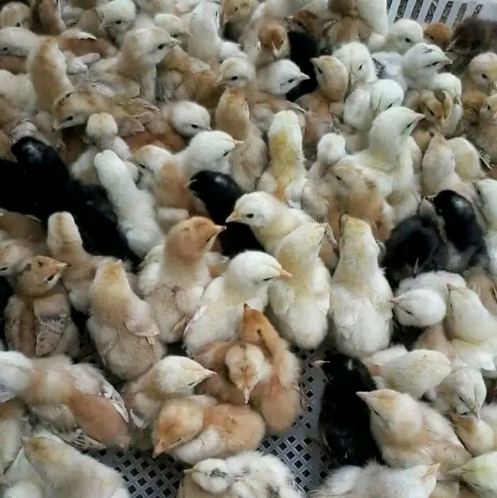 Vifaranga vya kuku sasso 