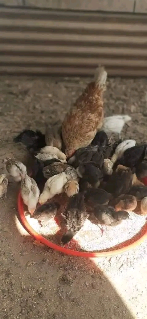 Aina za Mbegu Nzuri za Kuku wa Kienyeji Tanzania