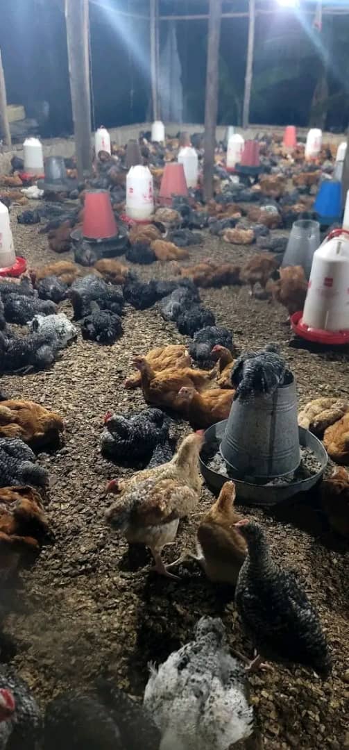 Mbegu Nzuri ya Kuku wa Kienyeji kwa Mfugaji Anayeanza