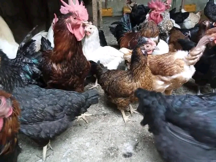 Mbegu nzuri ya kuku wa kienyeji inayotaga mayai mengi