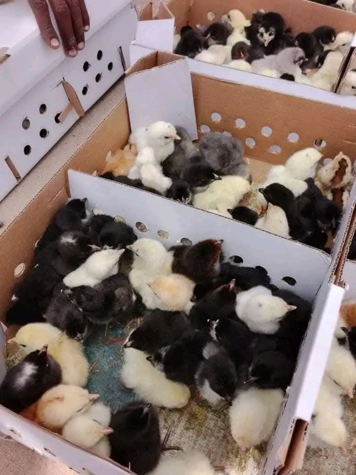 Jinsi ya Kuchagua Mbegu Nzuri ya Kuku wa Kienyeji 