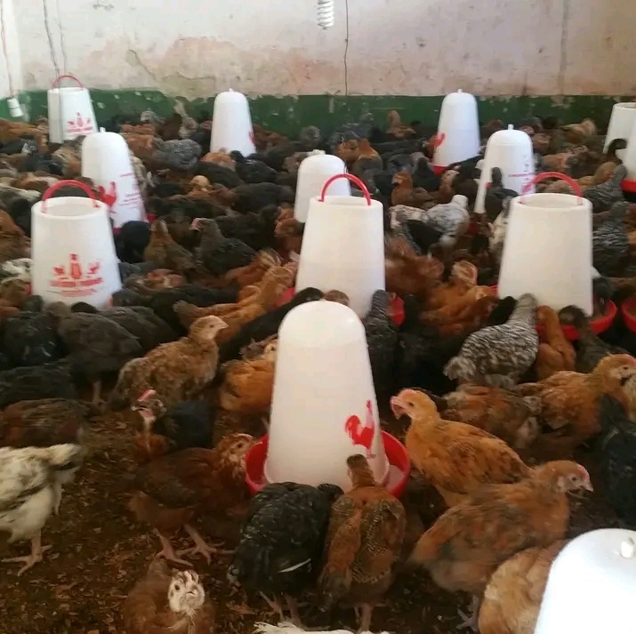 FAIDA YA KUKU WA KIENYEJI