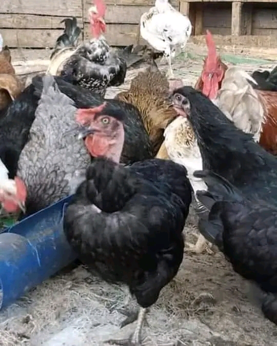 Mambo ya Kuzingatia Kabla ya Kuanza Biashara ya Mayai ya Kuku wa Kienyeji