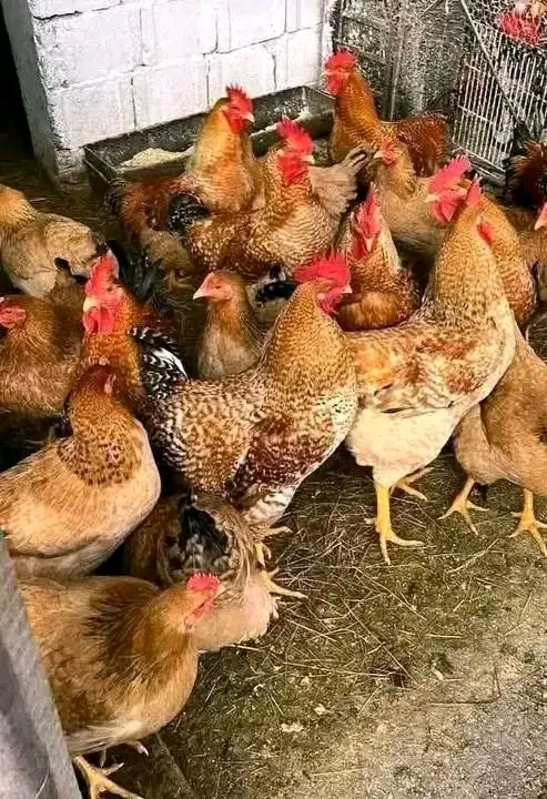 Kwa Nini Biashara ya Mayai ya Kuku wa Kienyeji Inalipa sana