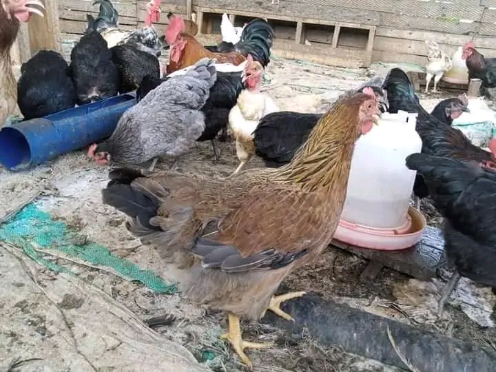 Biashara ya Mayai ya Kuku wa Kienyeji kuongeza mauzo