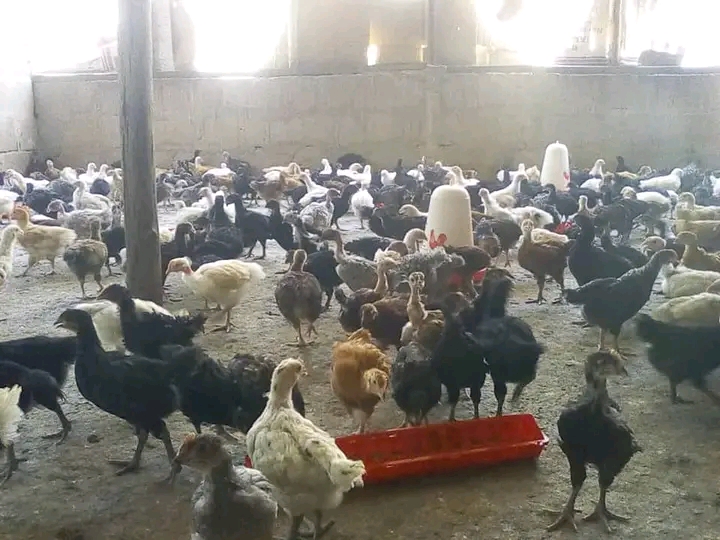 Siri za mafanikio katika biashara ya mayai ya kuku wa kienyeji