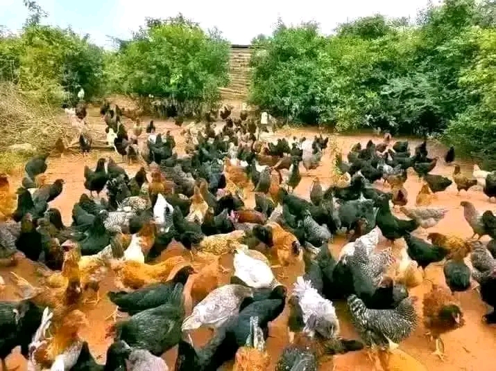 Mikakati ya Kuongeza Uzalishaji Biashara ya Mayai ya Kuku wa Kienyeji