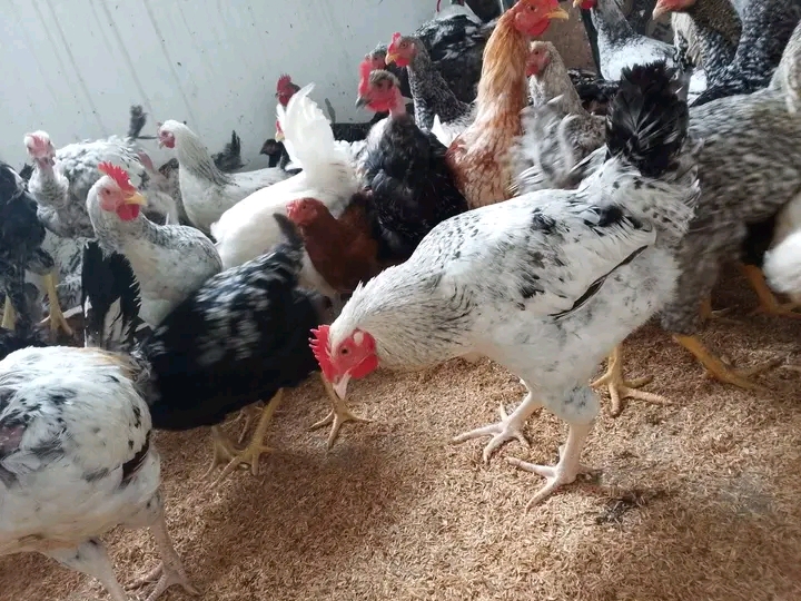 Jinsi ya Kupata Faida na Mtaji Mdogo Kuku wa Kienyeji 