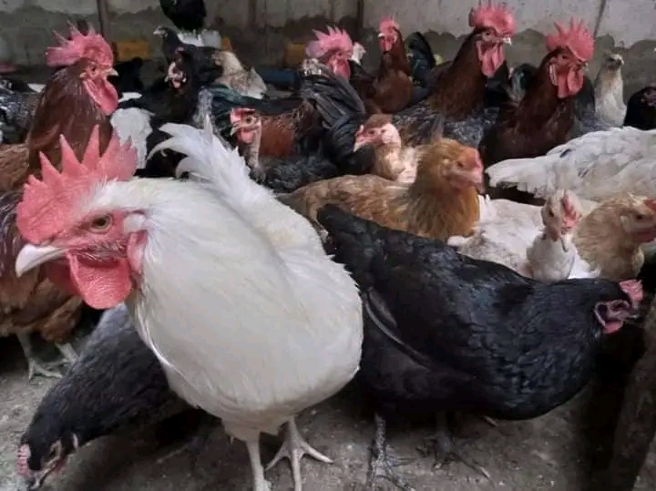 Faida Kubwa na Mtaji Mdogo wa Kuku wa Kienyeji