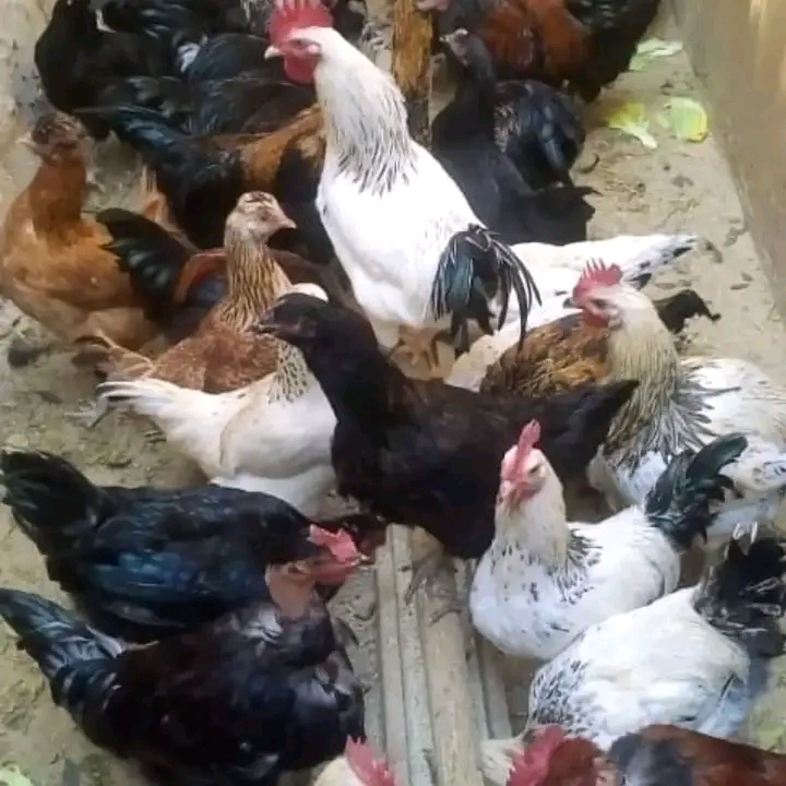 Mtaji wa Kuku wa Kienyeji Rahisi