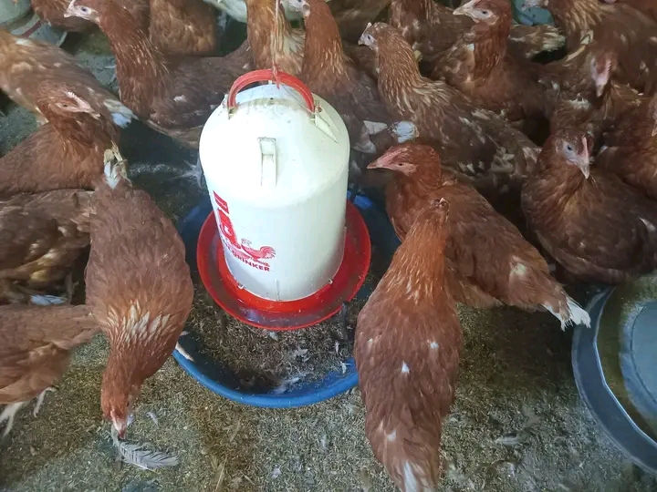 Hatua kwa Hatua: Kuanzisha Kuku wa Kienyeji Bila Mtaji Mkubwa