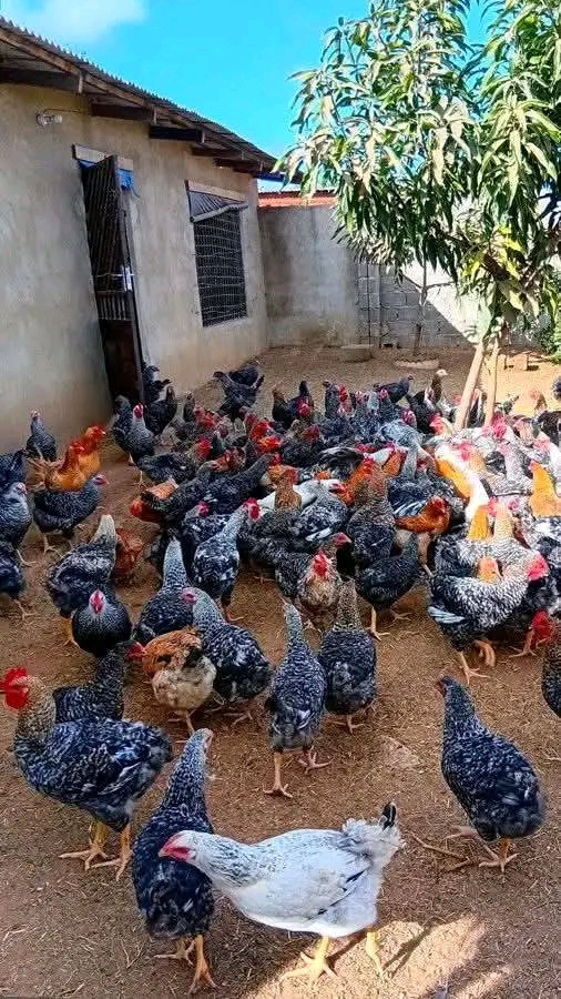 Mtaji wa Kuku wa Kienyeji: Jinsi ya Kufanikisha Biashara Yako