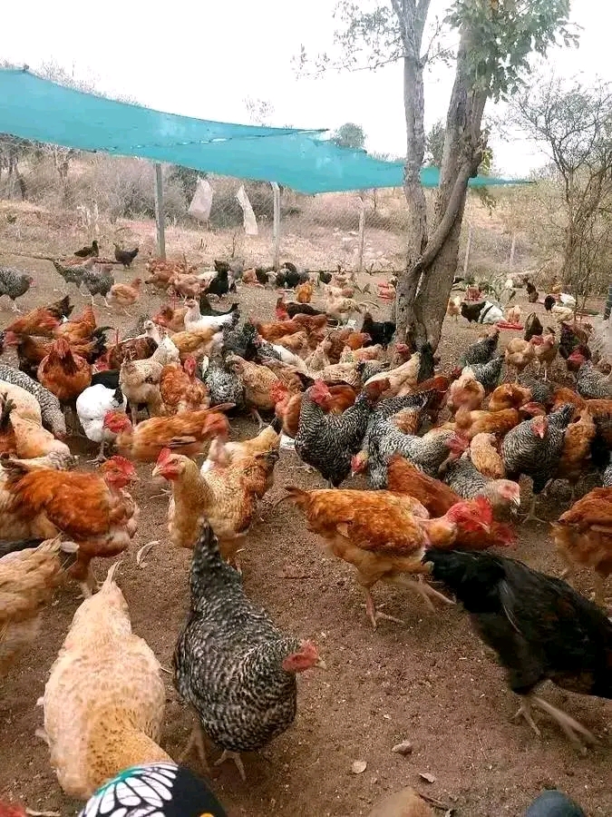 Biashara ya Kuku wa Kienyeji: Mtaji Unaohitajika Kuanza