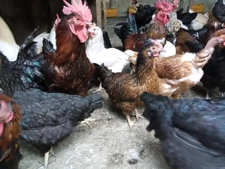 Mikakati Bora ya Kuongeza Faida Ukiwa na Mtaji wa Kuku wa Kienyeji