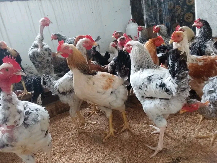 Mtaji wa Kuku wa Kienyeji na Njia za Kupata Faida Haraka