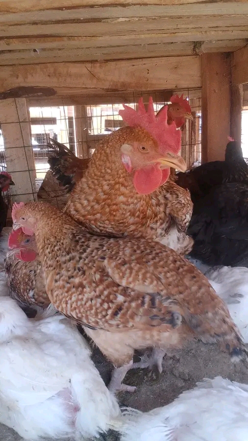 MBEGU NZURI KUKU WA KIENYEJI 