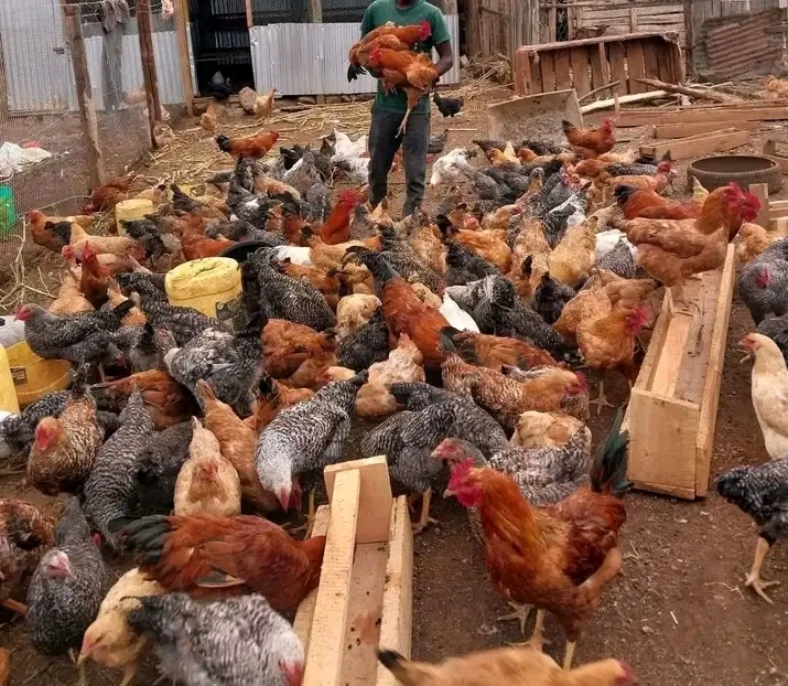 Jinsi ya Kupata Mikopo au Misaada Ili Kuanzisha Kuku wa Kienyeji