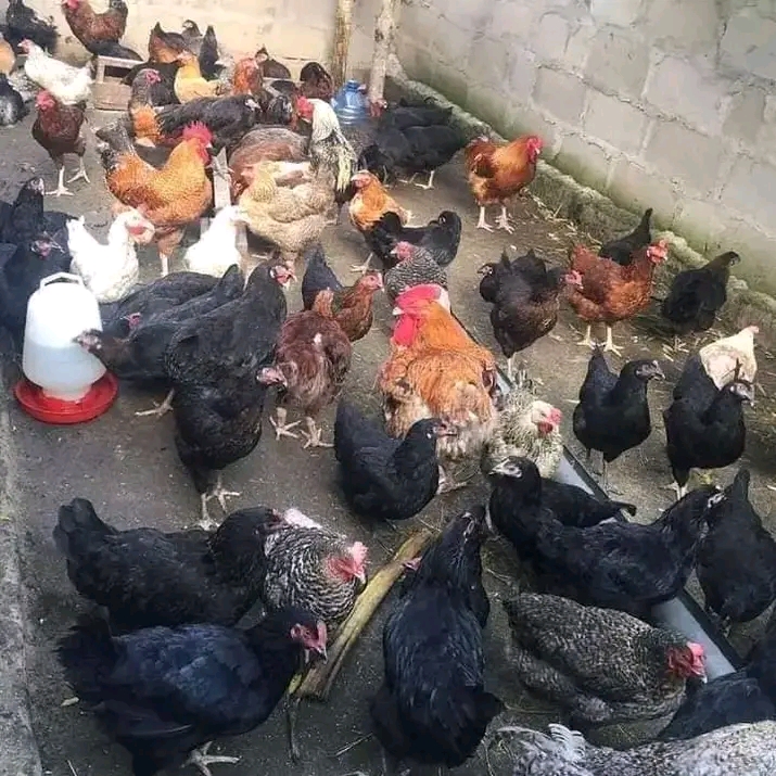 Faida ya Kuku wa Kienyeji kwa Wafugaji Wadogo Vijijini