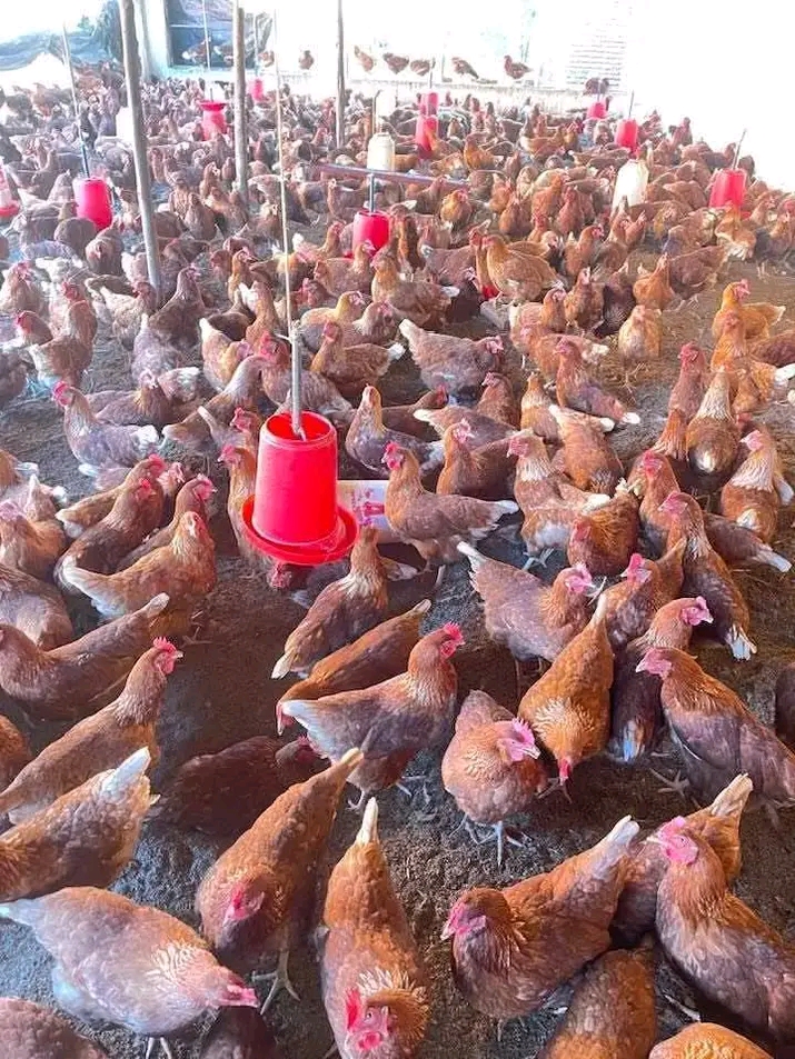 Faida ya Kuku wa Kienyeji Katika Kupunguza Utegemezi wa Ajira