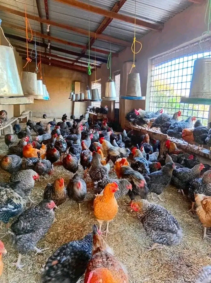 Biashara ya Kuku wa Kienyeji Dar es Salaam