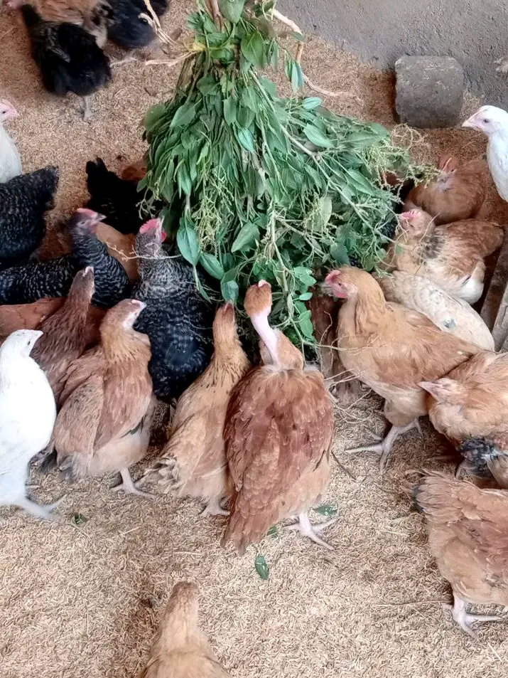 Faida ya Kuku wa Kienyeji kwa Wafanyabiashara wa Chakula