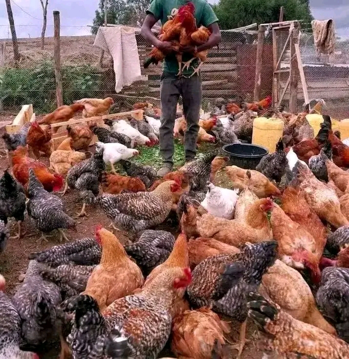 Faida ya Kuku wa Kienyeji kwa Soko la Kitaifa na Kimataifa