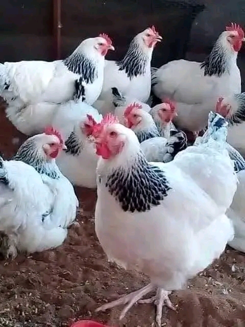 Faida ya Kuku wa Kienyeji kwa Wajasiriamali Wadogo