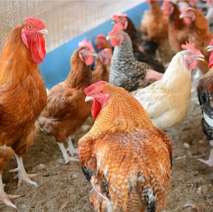 Faida ya Kuku wa Kienyeji kwa Vijana Wanaotafuta Ajira