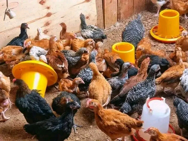 Faida ya Kuku wa Kienyeji kwa Wanawake Wajasiriamali