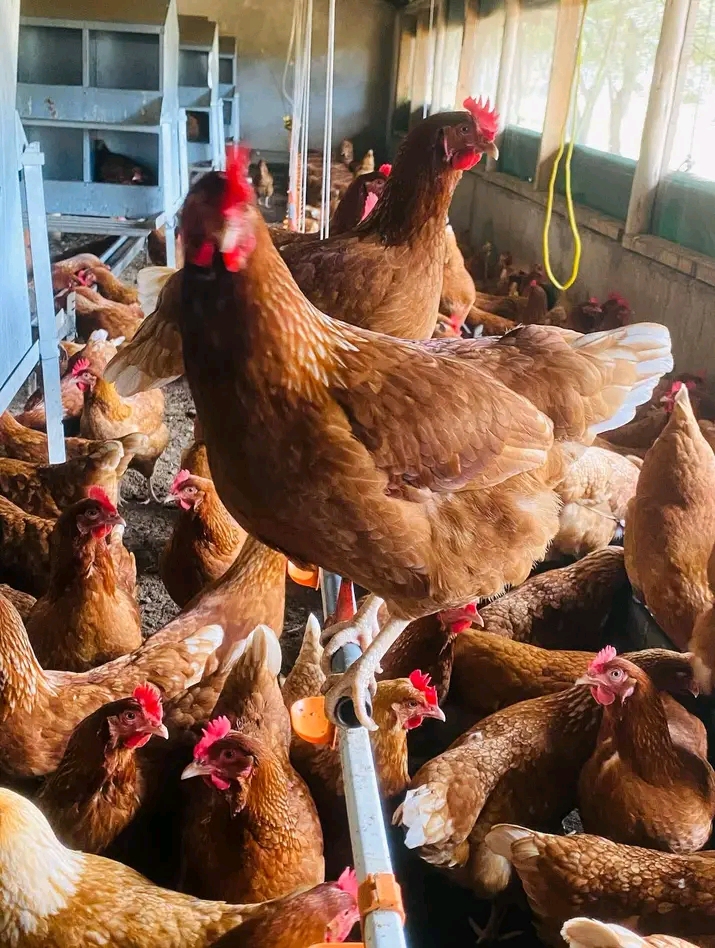 Siri za Kufanikisha Biashara ya Kuku wa Kienyeji Vijijini na Mijini