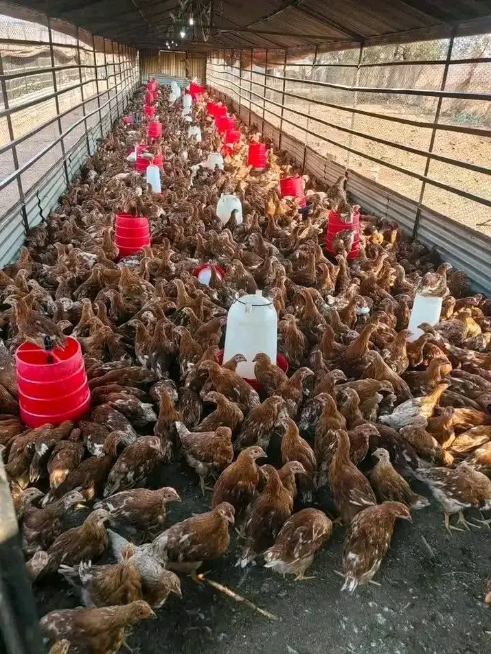 Biashara ya Kuku wa Kienyeji: Namna ya Kupata Masoko ya Ndani na Kimataifa