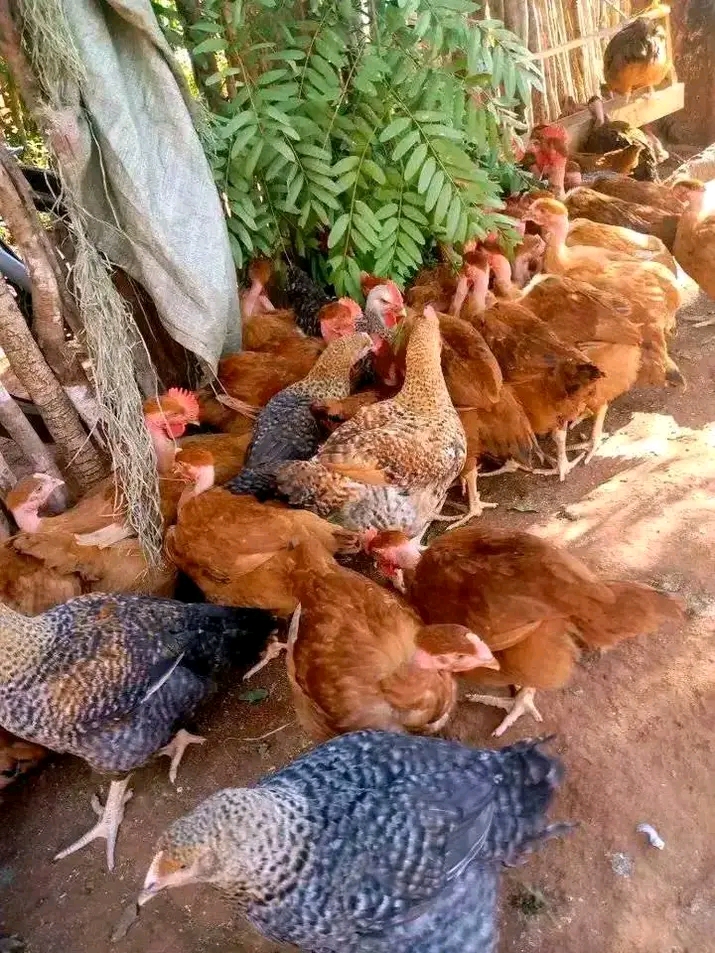 Kwa Nini Biashara ya Kuku wa Kienyeji Ni Uwekezaji wa Kibiashara wa Uhakika