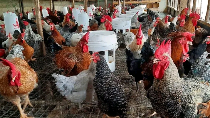 Biashara ya Kuku wa Kienyeji kwa Wanawake Wajasiriamali: Fursa na Faida