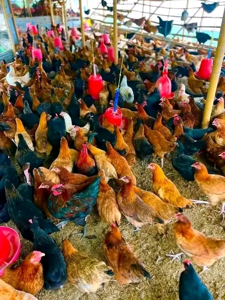 Biashara ya Kuku wa Kienyeji: Mambo Muhimu ya Kuzingatia Kabla ya Kuwekeza