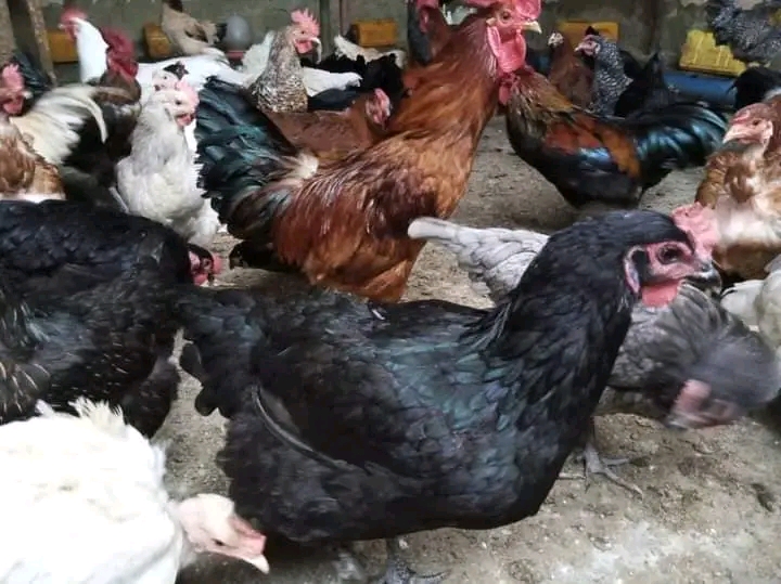 Kufuga kuku wa kienyeji kwa faida