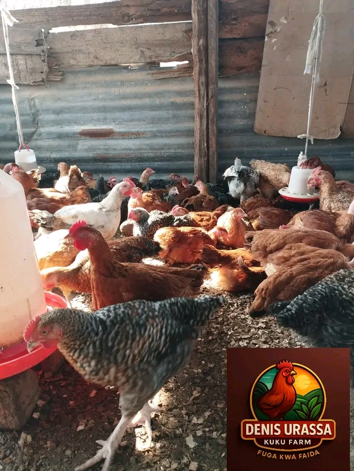 Soko la Kuku wa Kienyeji: Fursa Kubwa kwa Wafugaji Vijijini na Mijini