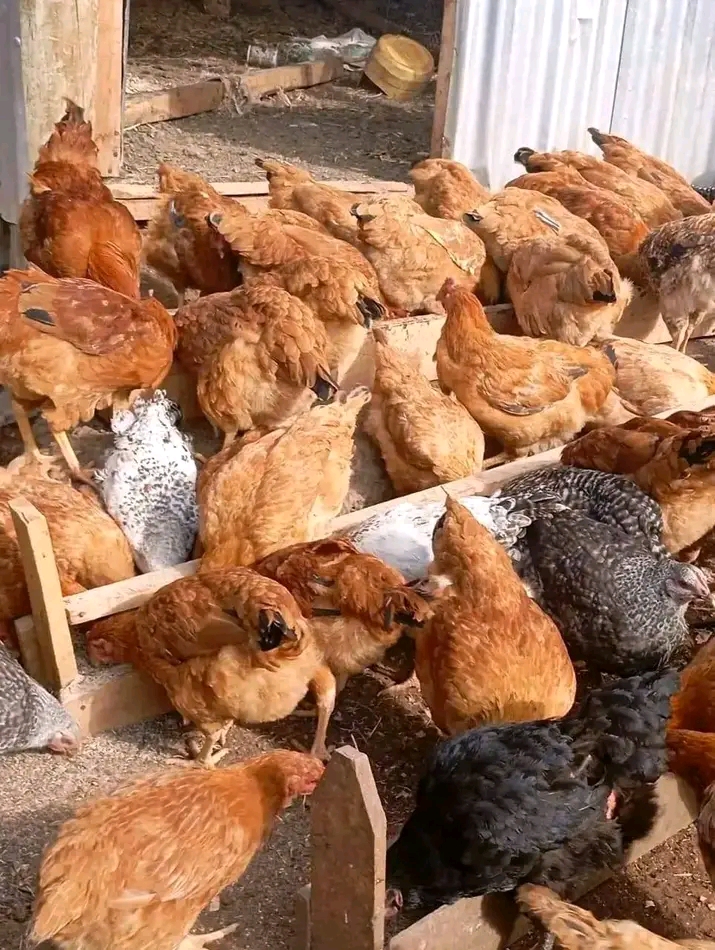 Mbinu za Kupata Masoko ya Uhakika kwa Kuku wa Kienyeji