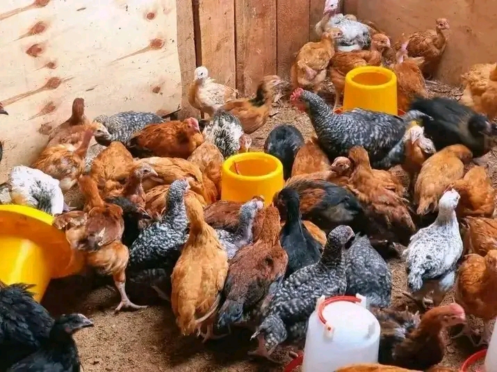 Fursa za Biashara Zinazopatikana Katika Soko la Kuku wa Kienyeji