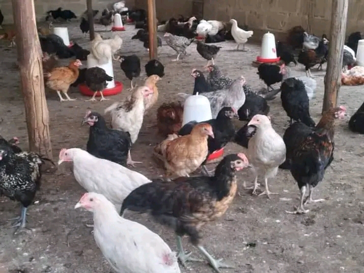 Soko la Kuku wa Kienyeji Tanzania: Mwelekeo na Mustakabali Wake 