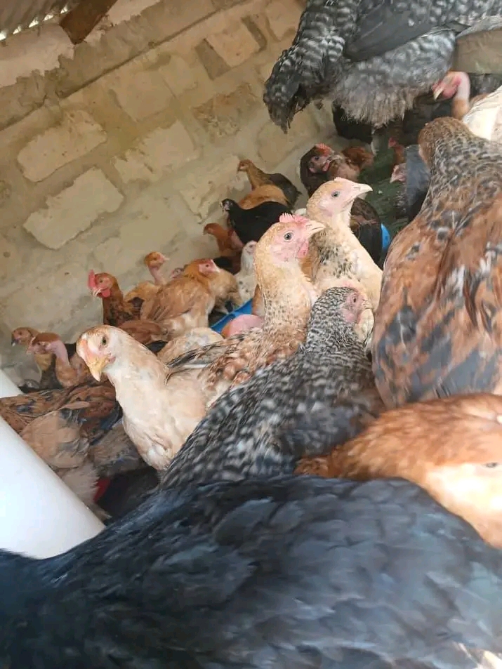 Soko la Kuku wa Kienyeji: Hatua za Kujenga Uaminifu wa Wateja Katika