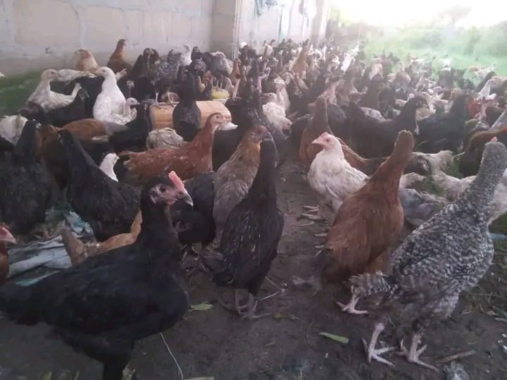 Mradi wa kuku wa kienyeji Tanzania  