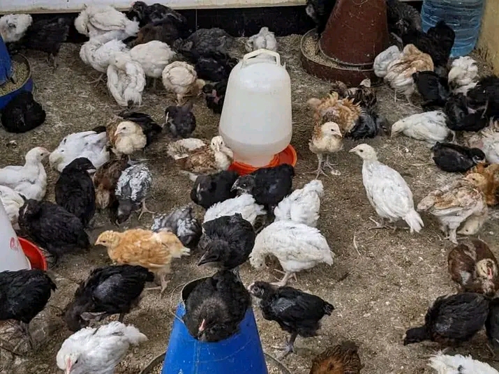 Soko la Kuku wa Kienyeji Dar es Salaam