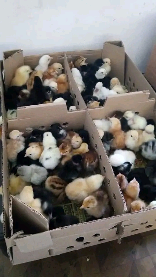 Mbegu Nzuri Kuku wa Kienyeji: Siri ya Mafanikio kwa Wafugaji